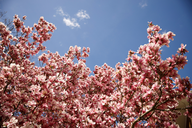 picture of blooming pink tree