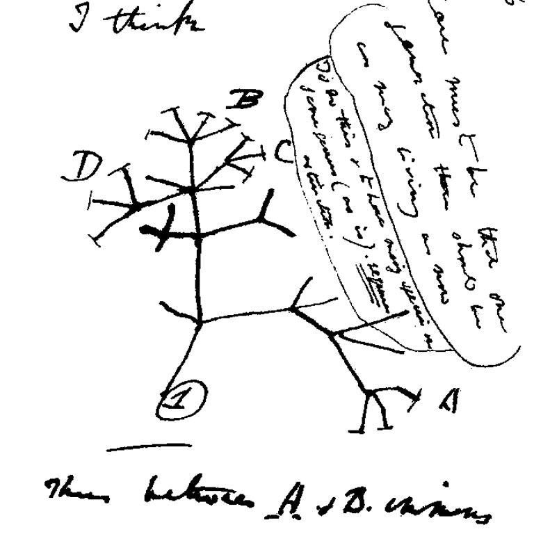 Darwin tree notes