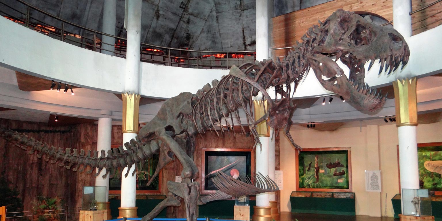 Dinosaur skeleton on display in a museum